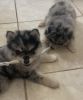 3 male Pomsky puppies 8 weeks old