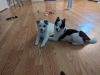 F2 Pomsky puppies 2 month old ready for there forever home!!!