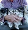 Blue-Eyed Pomsky Puppies