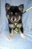 Real Pomsky puppies