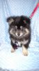 Real Pomsky Puppies