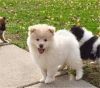 Pomsky Puppies male and female