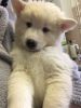 Male and Female pomskyPuppies Available