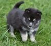Good Female and male pomsky puppies