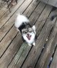 Possible Pomsky w/crate
