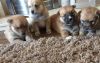 Stunning Blue Eyed Pomsky Puppies For Sale Share Tweet +1 Pin it