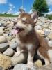 Adorable male and female Pomsky puppies