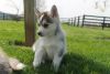 Beautiful Pomsky Puppy ready for Home Adoption
