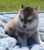 Sweet Pomsky puppies for good homes