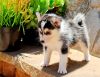 Pomsky Puppies Available