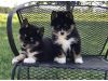 2 Gorgeous Pomsky puppies Adelaide