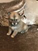 we have for sale lovely pomsky puppy