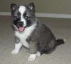 Report AdCharming Blue Eyes Pom-sky Puppies Available Now
