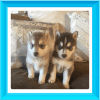 Mini Pomsky Puppies