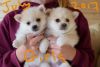 genuine) Tiny Pomsky Puppies For Sale