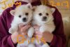 Beautiful Pomsky Puppies