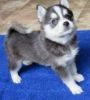 Cute Pomsky male puppy for sale