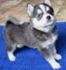 Loving and healthy Pomsky puppies for sale