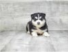 Astonishing home trained Pomsky puppies for sale