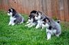 Pomsky puppies 10wks old