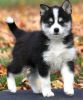Male and Female Pomsky puppies