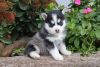 Christmas Male and Female Pomsky Puppies for Adoption