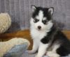Pomsky puppies available.