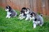 Male and female Pomsky Puppies for adoption