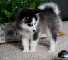 Cute Male and female Pomsky Puppies