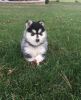 Male and Female pomsky gorgeous home raised ready now