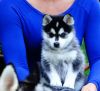 Pomsky Puppy Litters for Sale