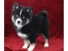 Pomsky Puppies Available M/F