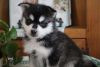 Pomsky male and female puppies