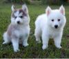 Male and female Pomsky puppies
