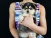 Pomsky Puppies For clean Homes