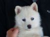 New Year's Pomsky Puppies