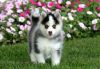 male and female pomsky puppies for a good home
