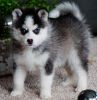 Cute and lovely Pomsky Puppies