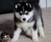Pomsky Puppies for adoption!