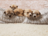We have a beautiful litter of Norfolk Terrier puppies for adoption