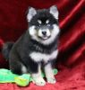 Male and female Pomsky Puppies