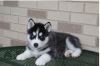 pomsky puppies for sale to good homes