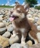 Gorgeous male and female Pomsky puppies