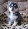 Adorable Pomsky Puppies For Adoption