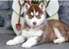 sweet pomsky need a good and caring home