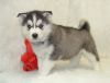 Pomsky and Siberian Husky Puppies Available