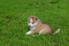 **12 weeks old Pomeranian *** very beautifully excellent with kids**