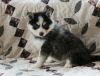 I'm asking price for a rehoming fee to the right home pomsky