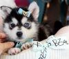 Lovely and Adorable Pomsky pups!!!