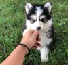 Cute Pomsky puppies ready to go